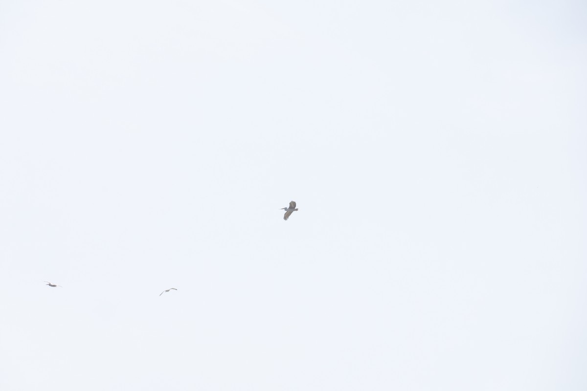 Pink-backed Pelican - ML638017765