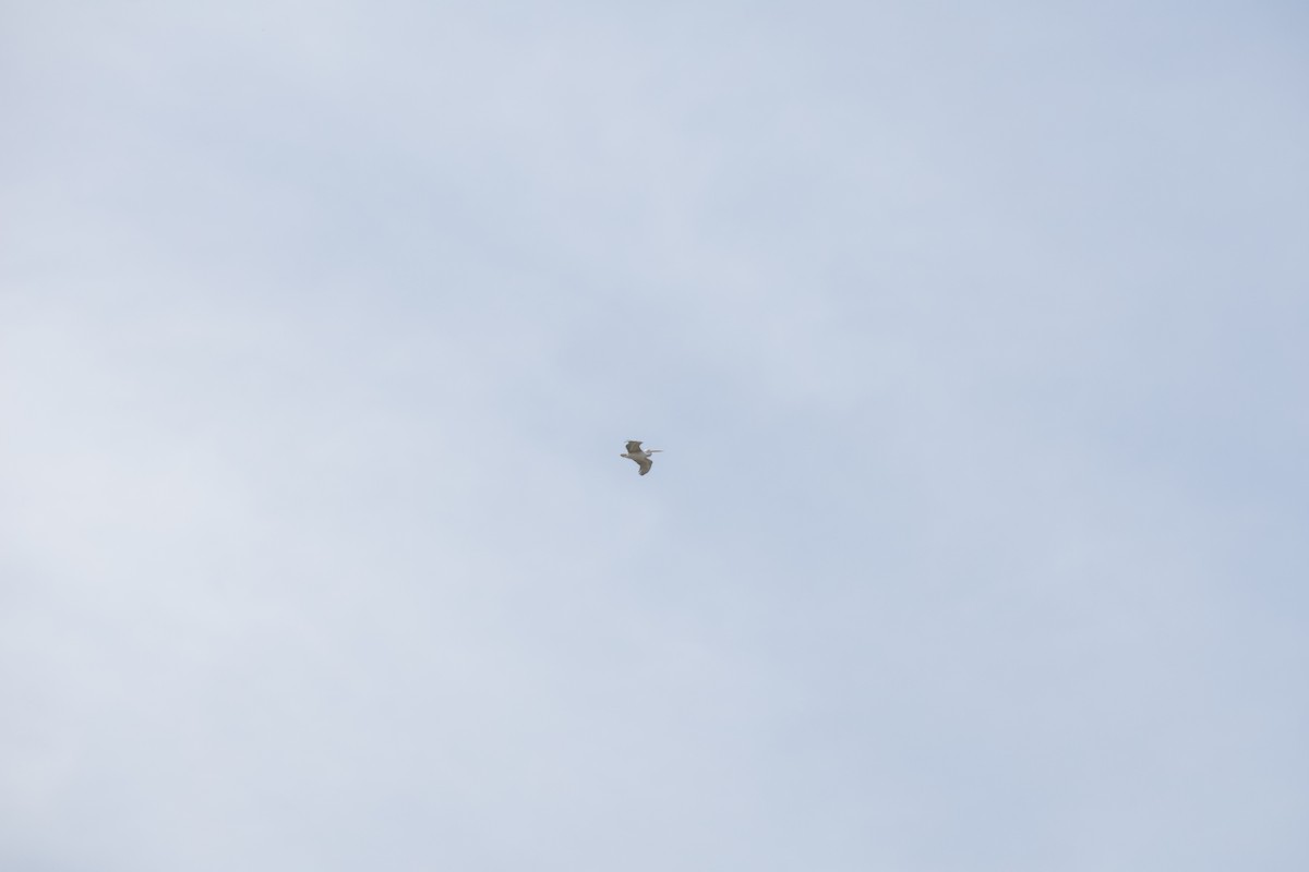 Pink-backed Pelican - ML638017766