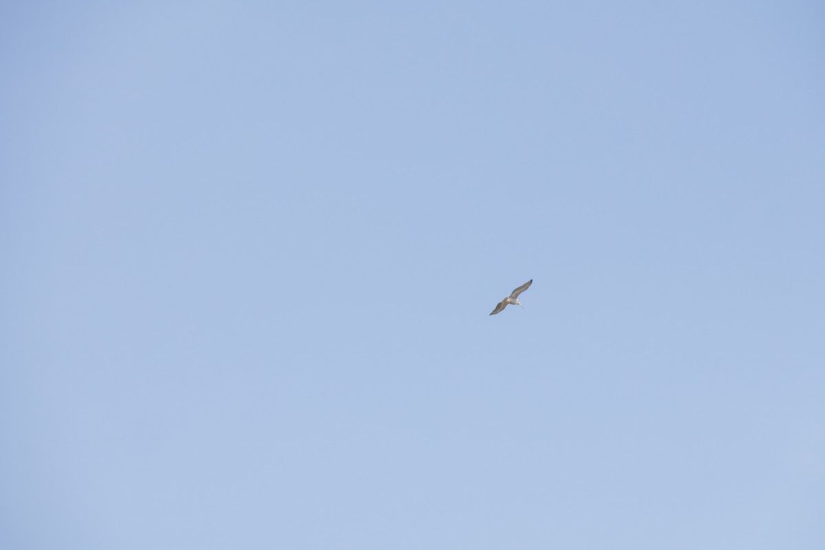 Pink-backed Pelican - ML638017767