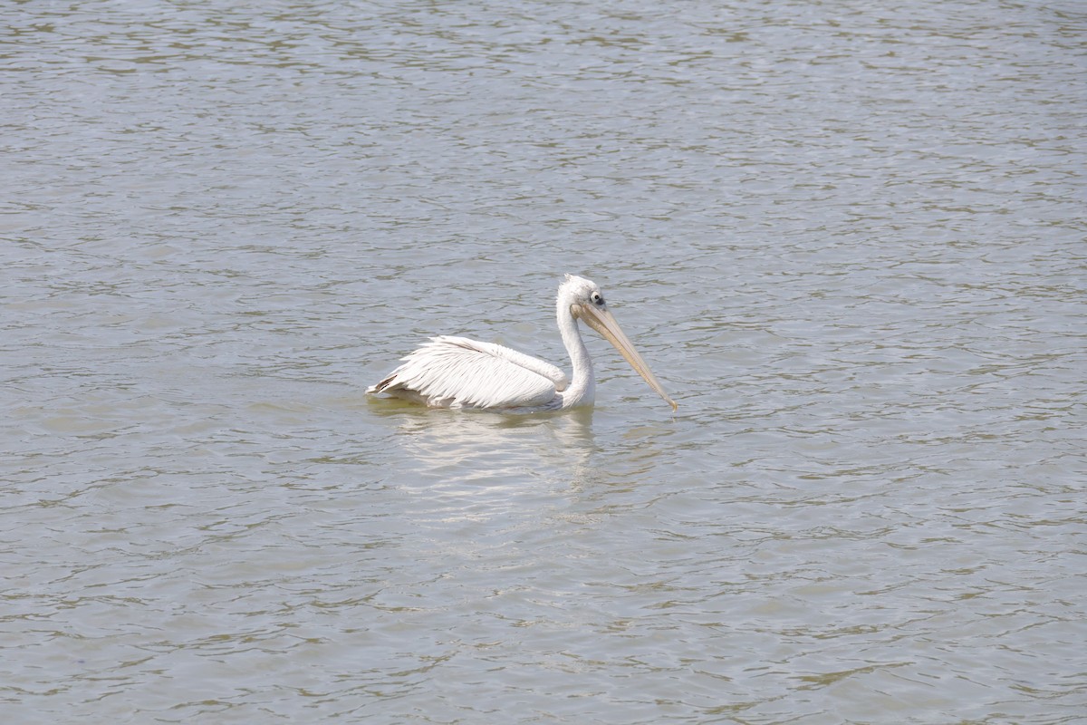 Pink-backed Pelican - ML638017769
