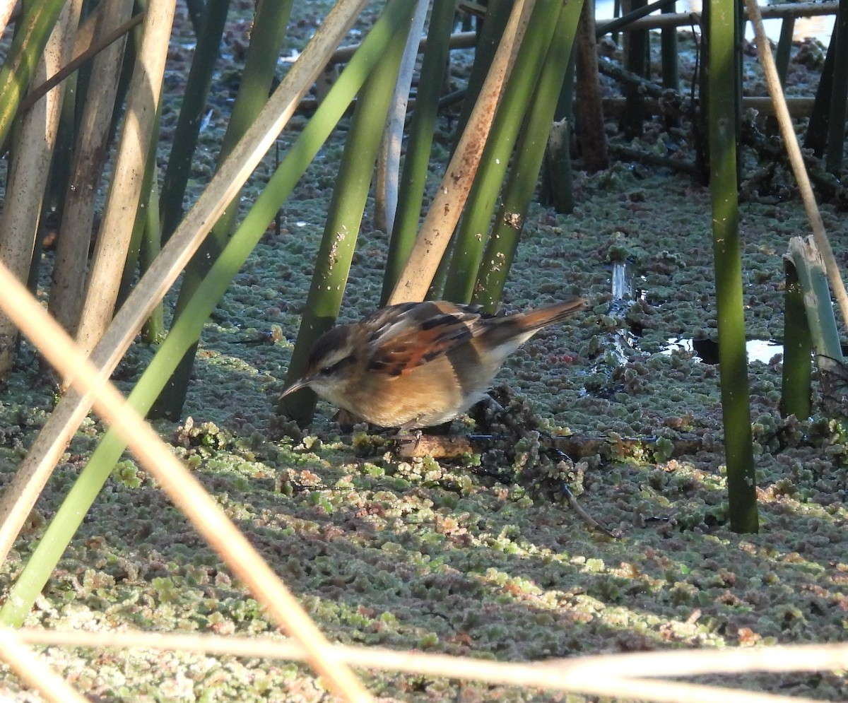 Wren-like Rushbird - ML638017777