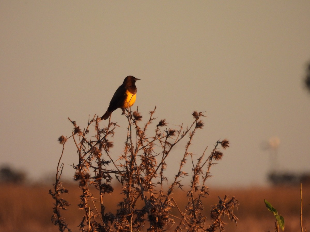 Brown-and-yellow Marshbird - ML638017865