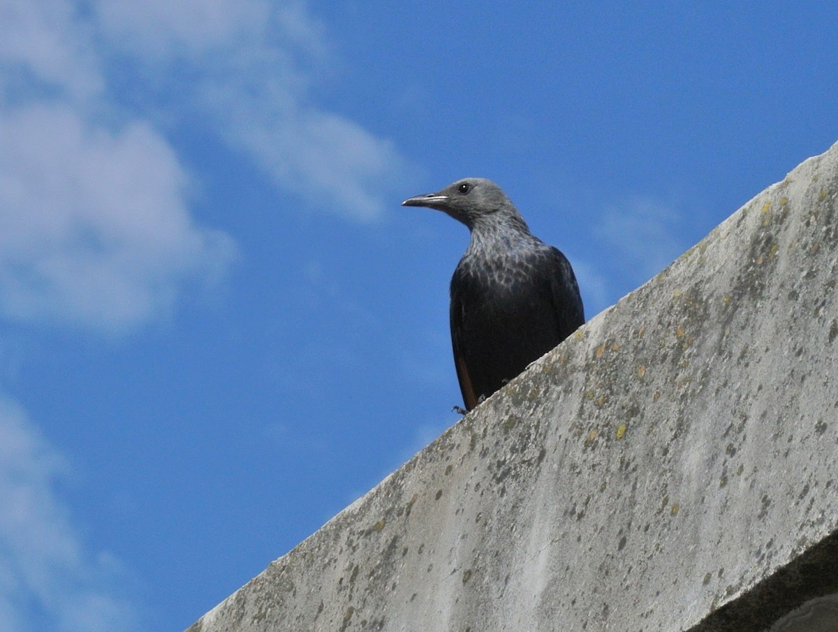 Red-winged Starling - ML638017879
