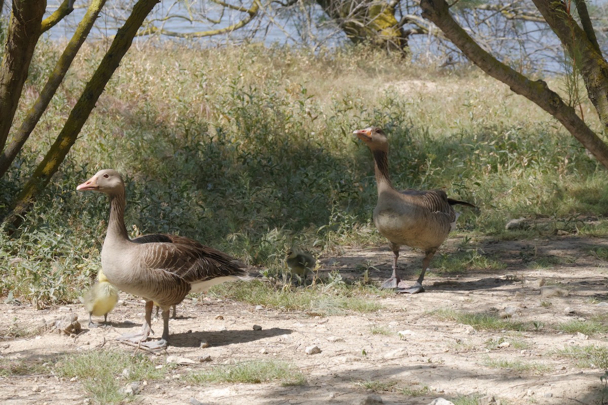 Graylag Goose - ML638017883