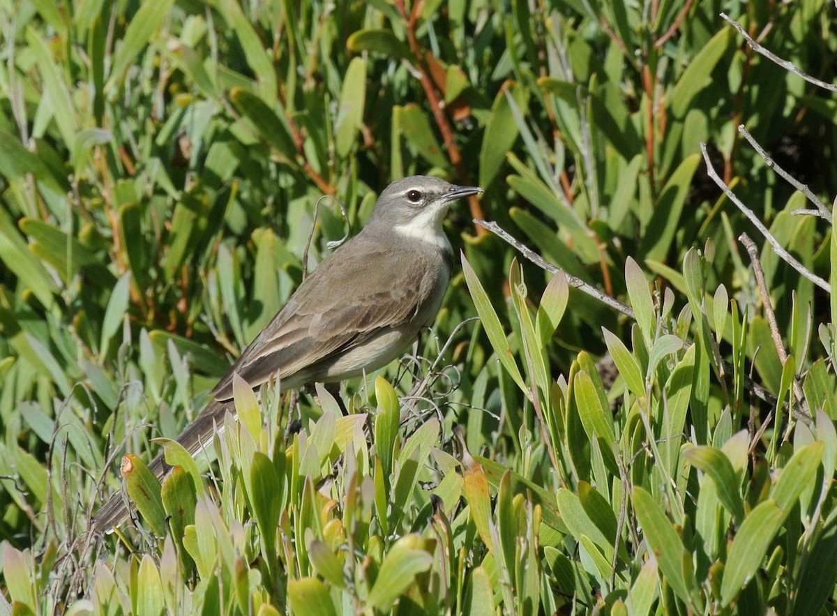 Cape Wagtail - ML638017884