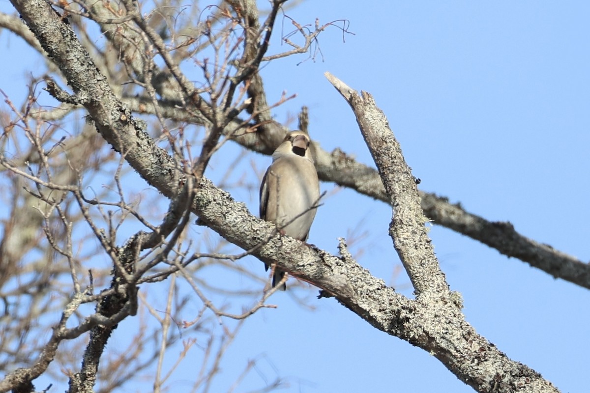 Hawfinch - ML638017896