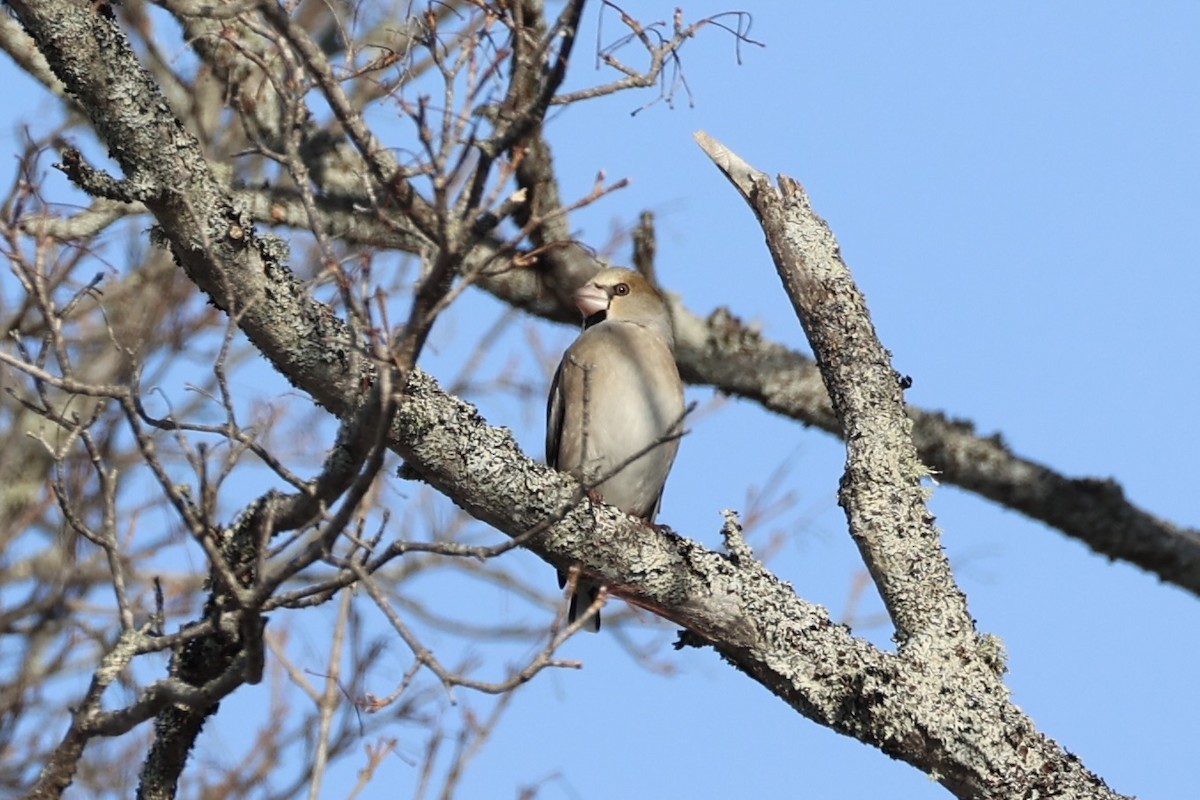 Hawfinch - ML638017898