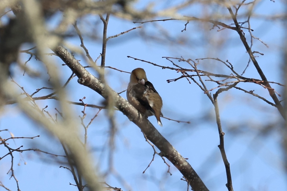 Hawfinch - ML638017900