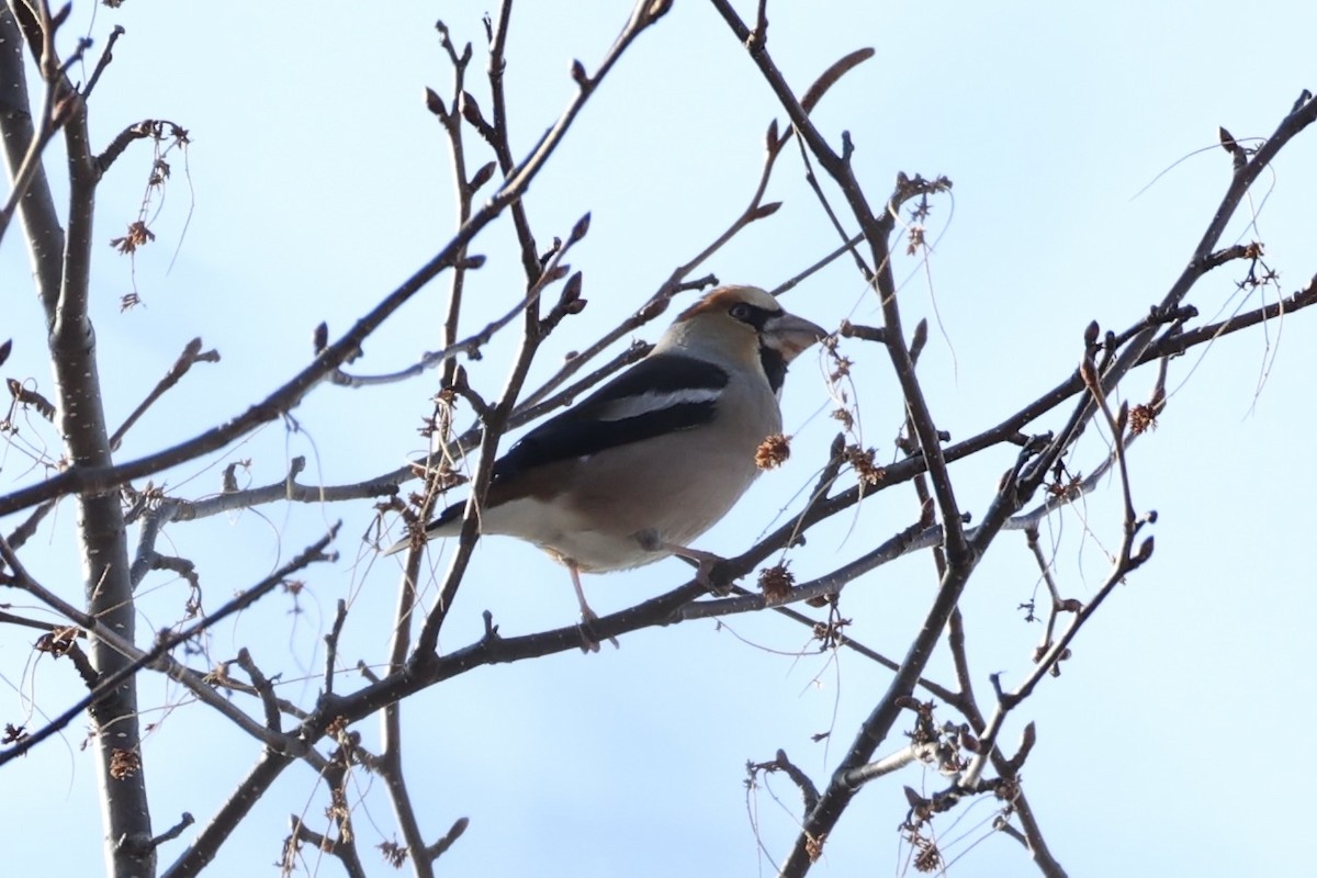 Hawfinch - ML638017901