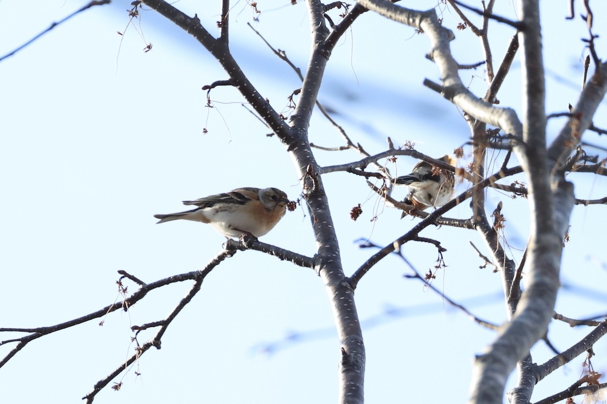 Brambling - ML638017907