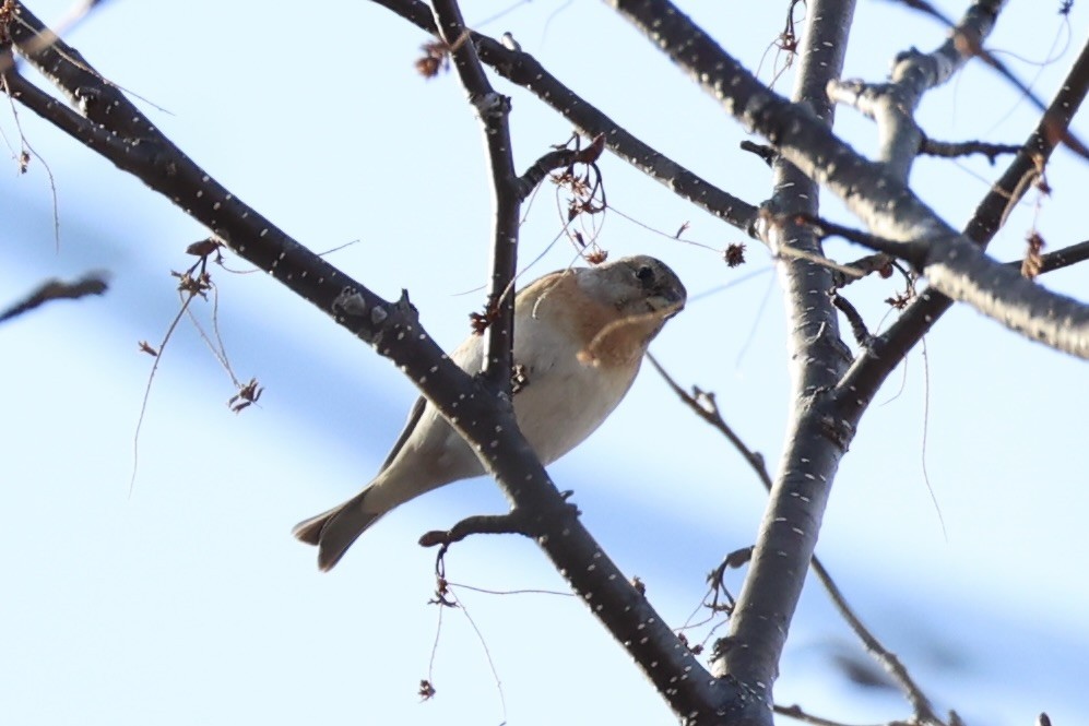 Brambling - ML638017908