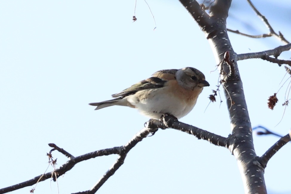 Brambling - ML638017909