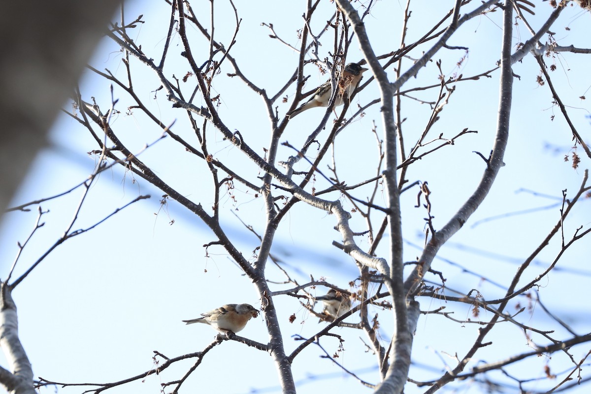 Brambling - ML638017910