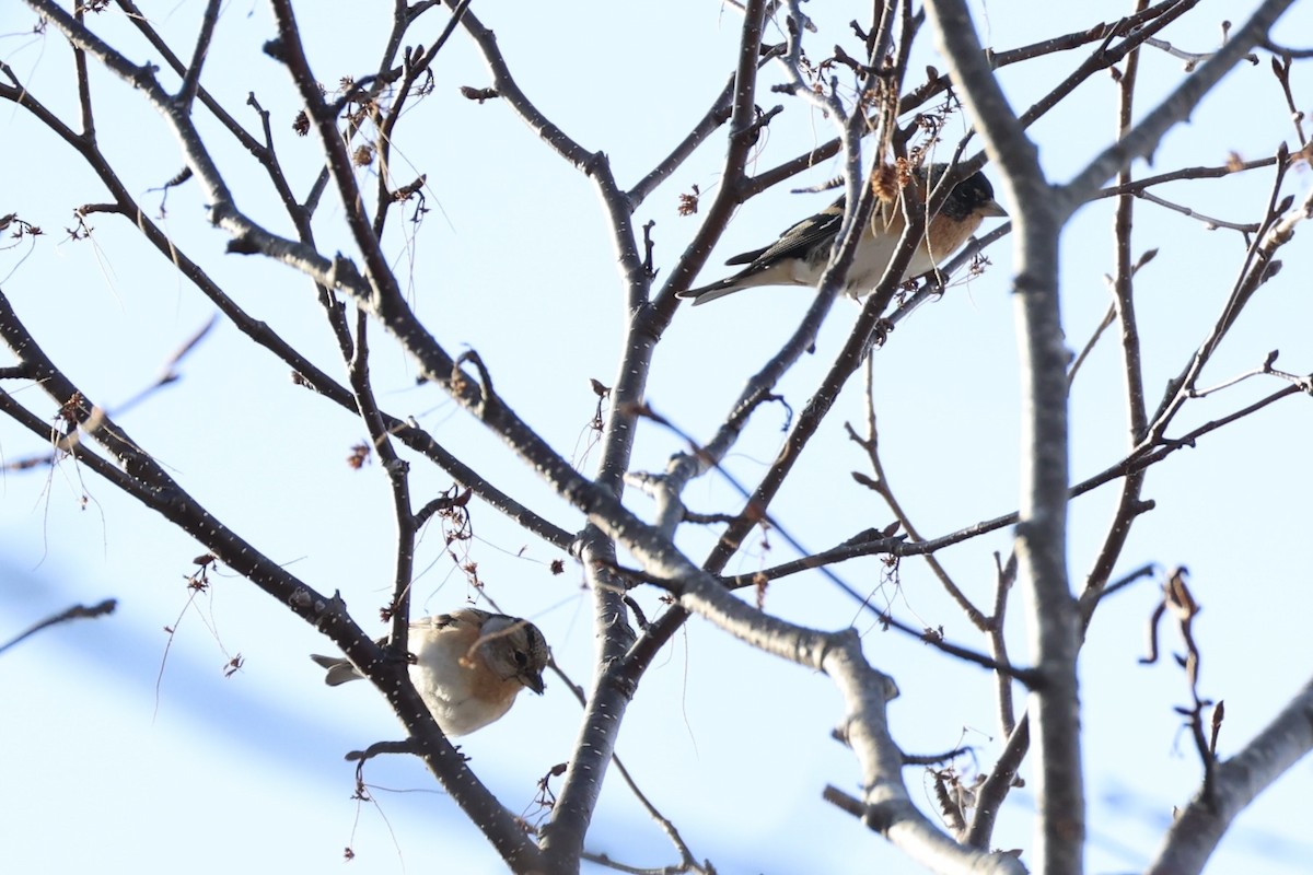Brambling - ML638017911