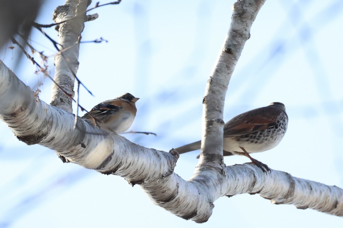 Brambling - ML638017912