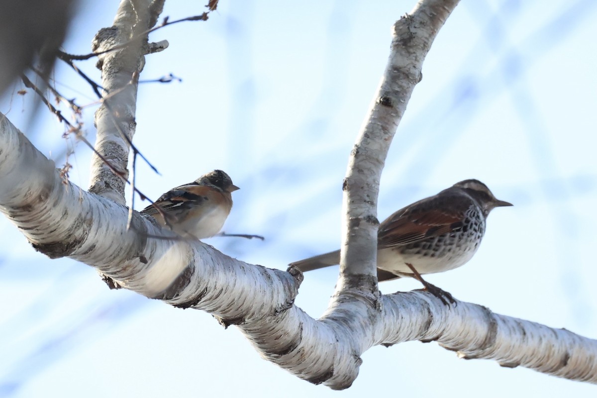 Brambling - ML638017913