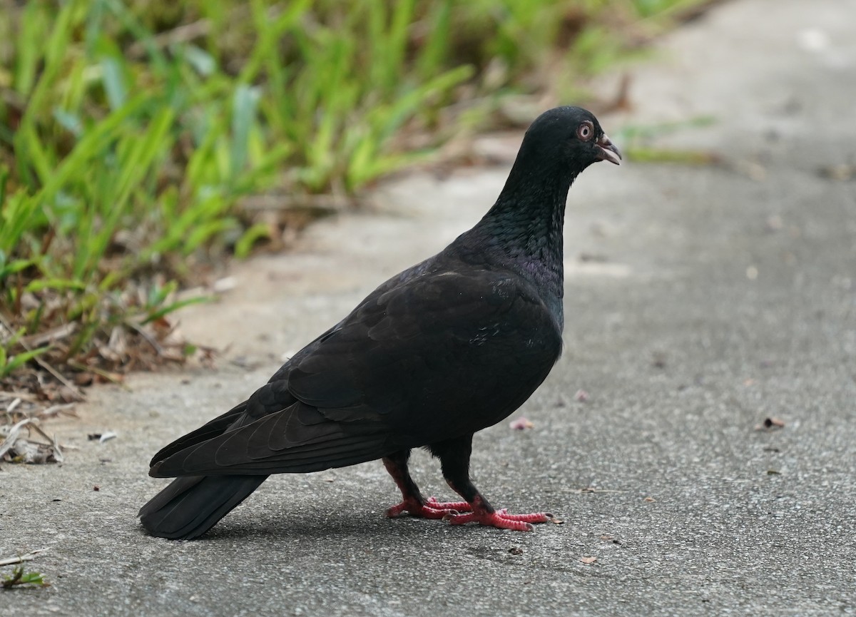 Rock Pigeon (Feral Pigeon) - ML638017967