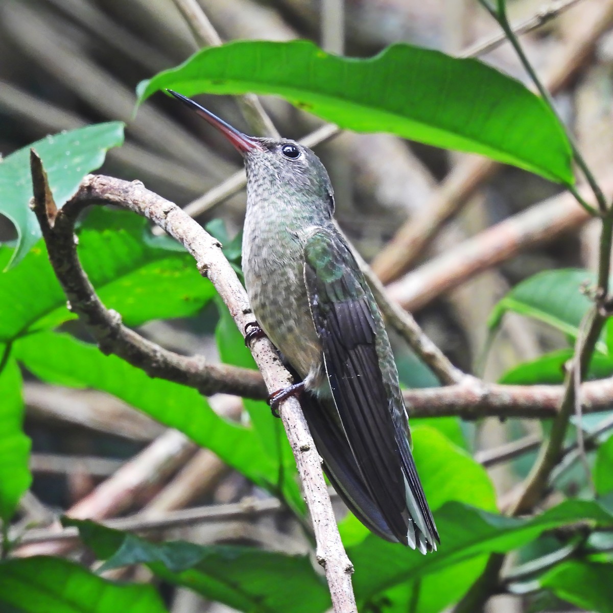 Scaly-breasted Hummingbird - ML638017968