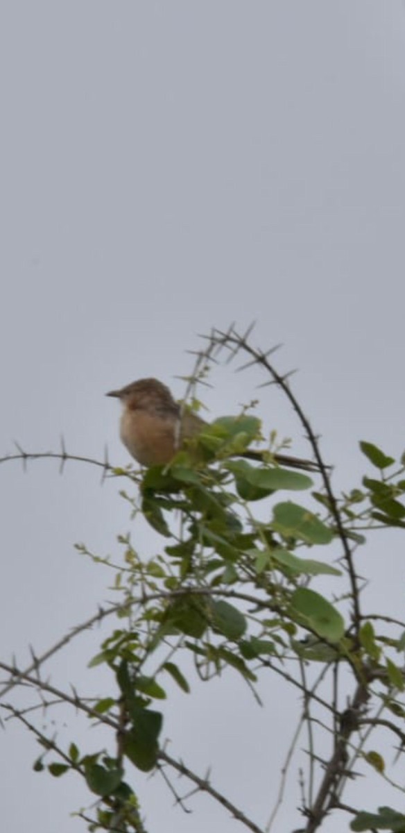 Common Babbler - ML638018015