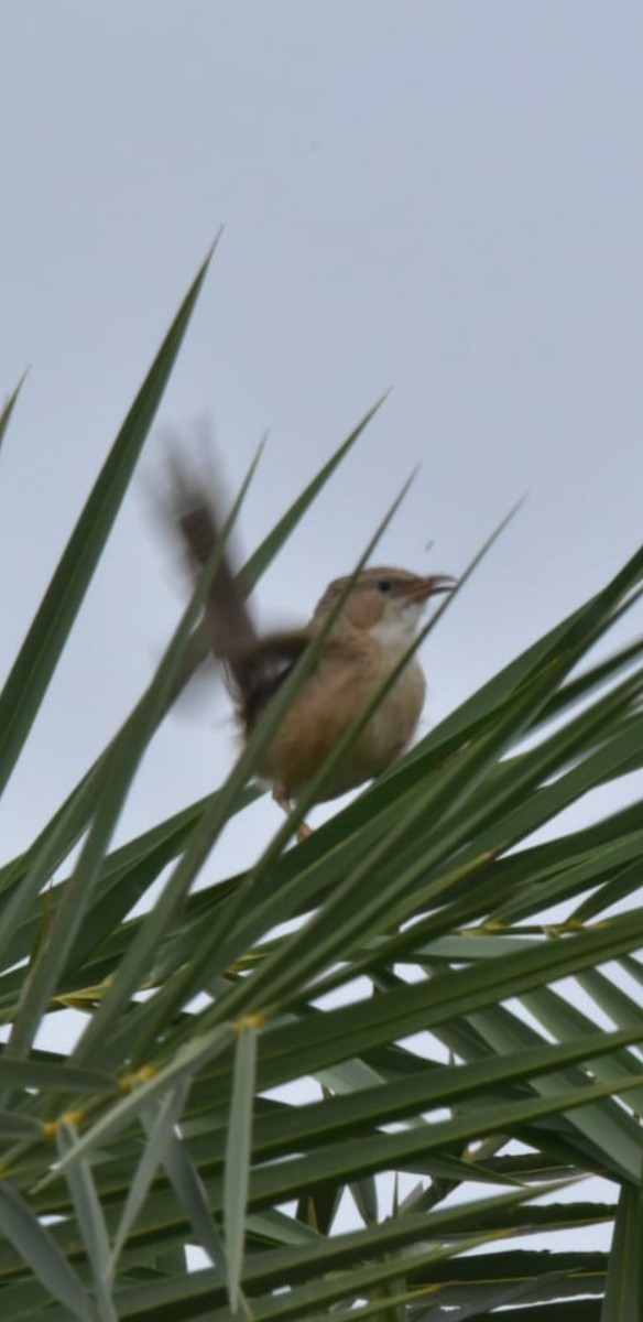 Common Babbler - ML638018042