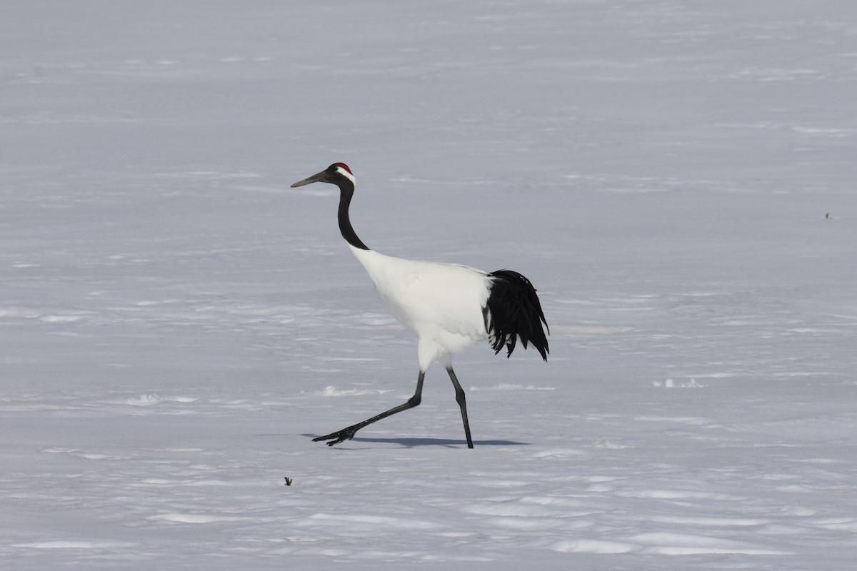 Red-crowned Crane - ML638018091