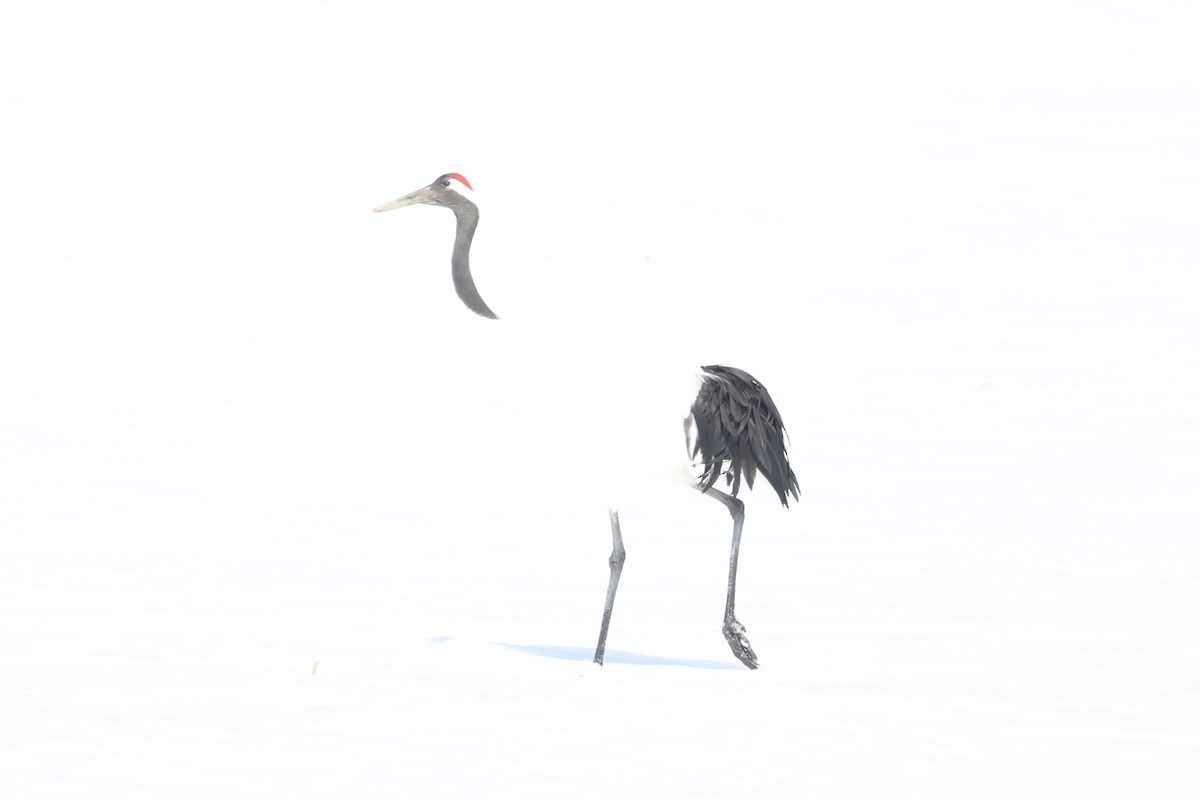 Red-crowned Crane - ML638018092