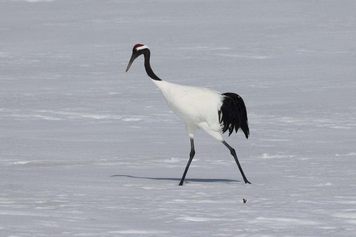 Red-crowned Crane - ML638018093