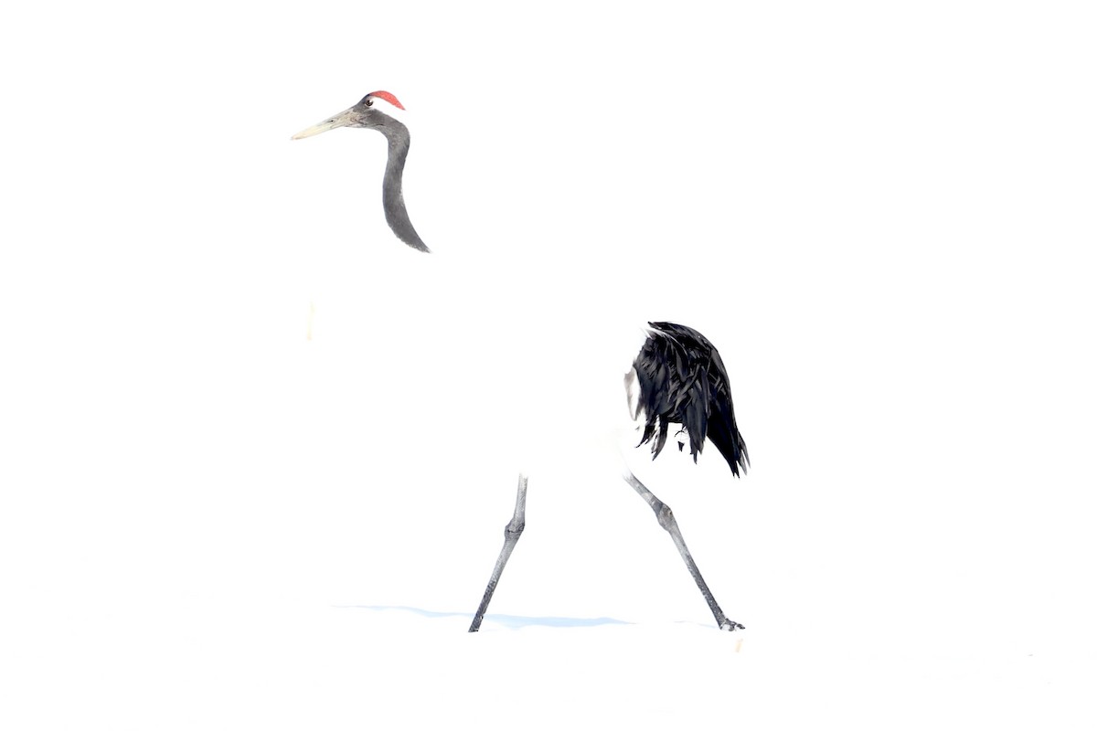 Red-crowned Crane - ML638018094