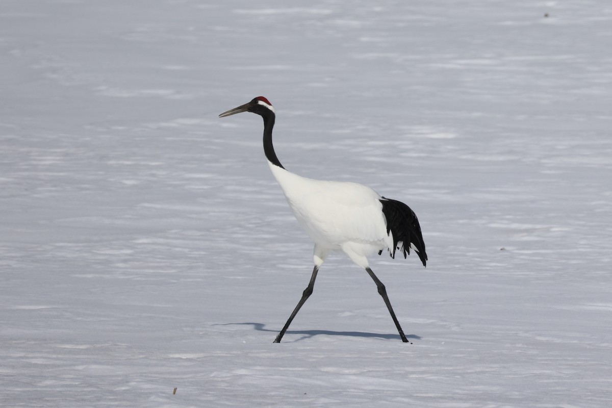 Red-crowned Crane - ML638018095