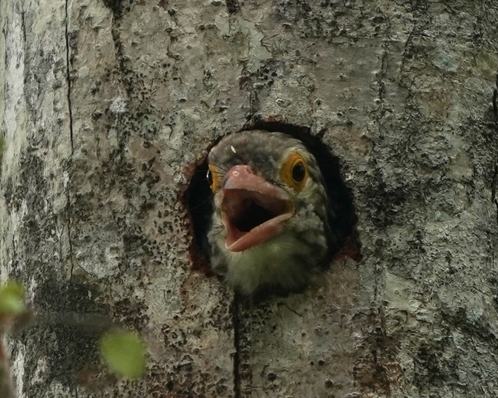 Lineated Barbet - ML638018101