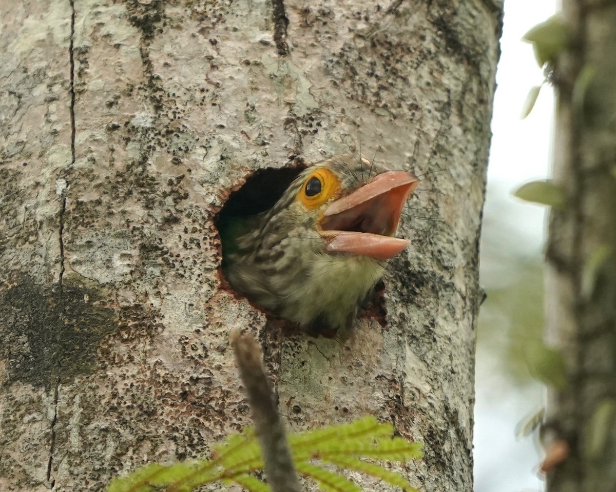 Lineated Barbet - ML638018102