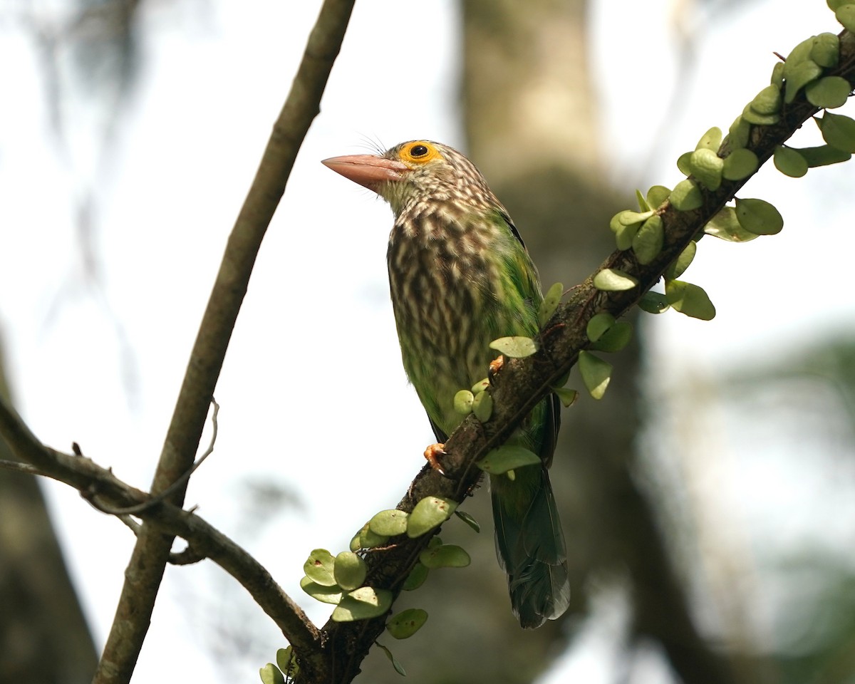 Lineated Barbet - ML638018103