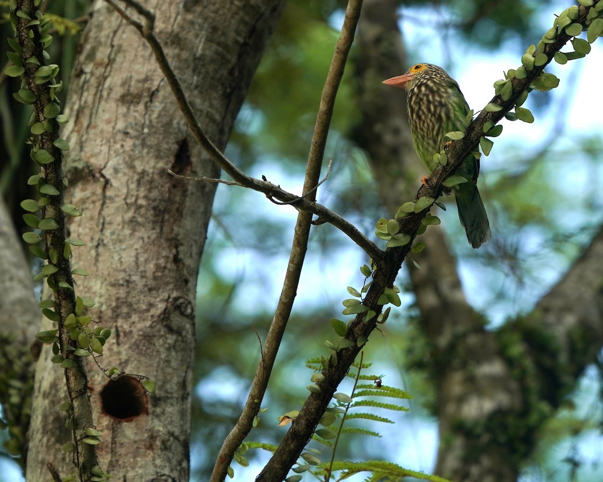 Lineated Barbet - ML638018104