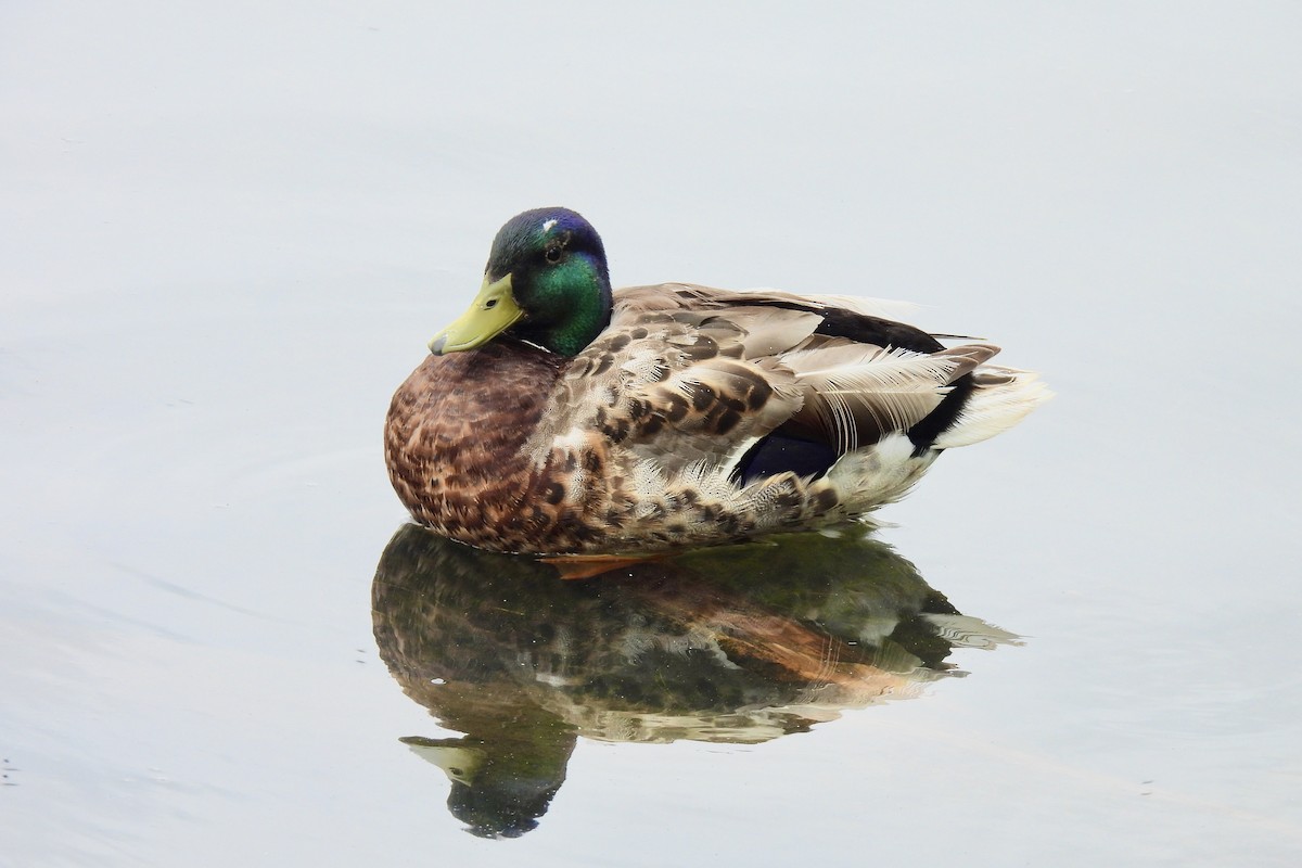 Mallard - ML638018117