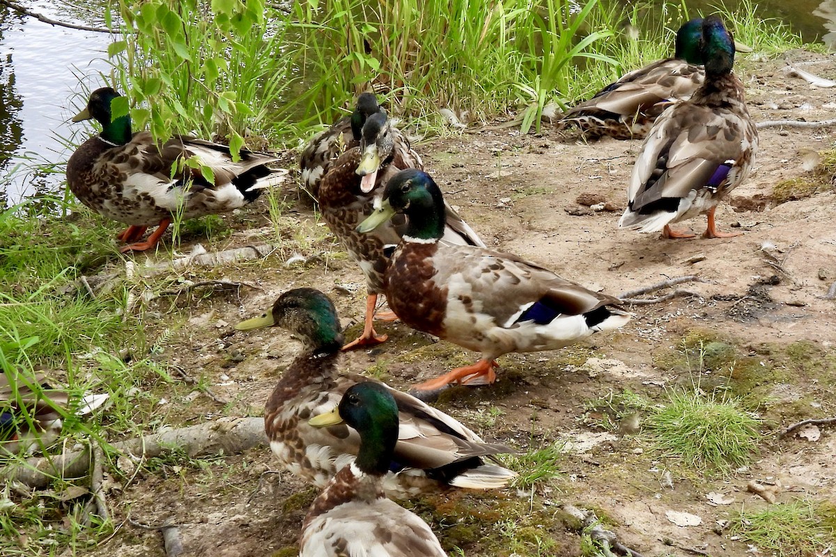 Mallard - ML638018118