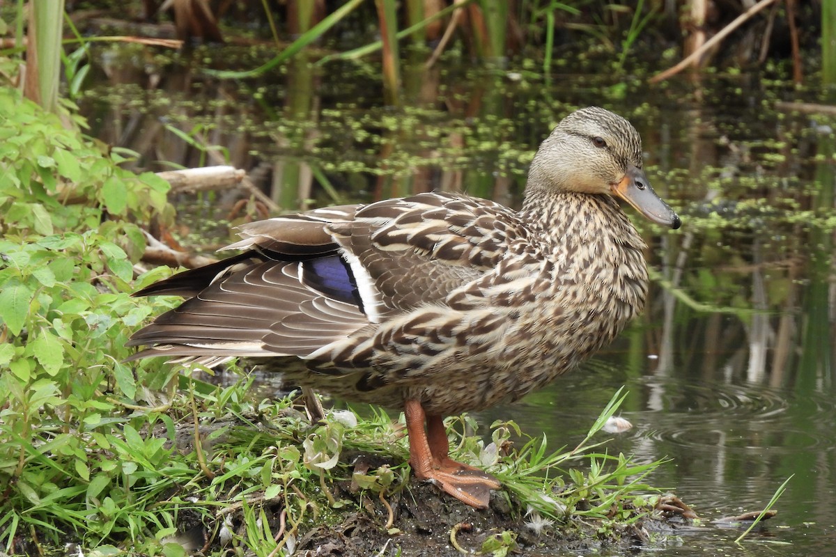 Mallard - ML638018119