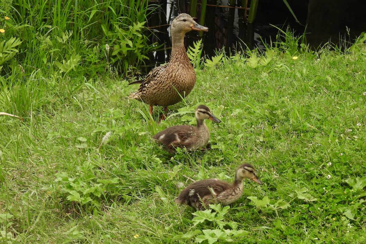 Mallard - ML638018120