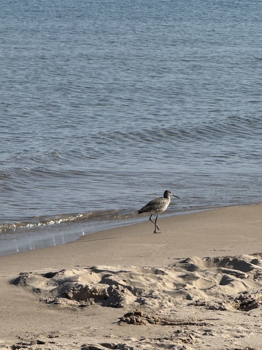 Willet - ML638018156
