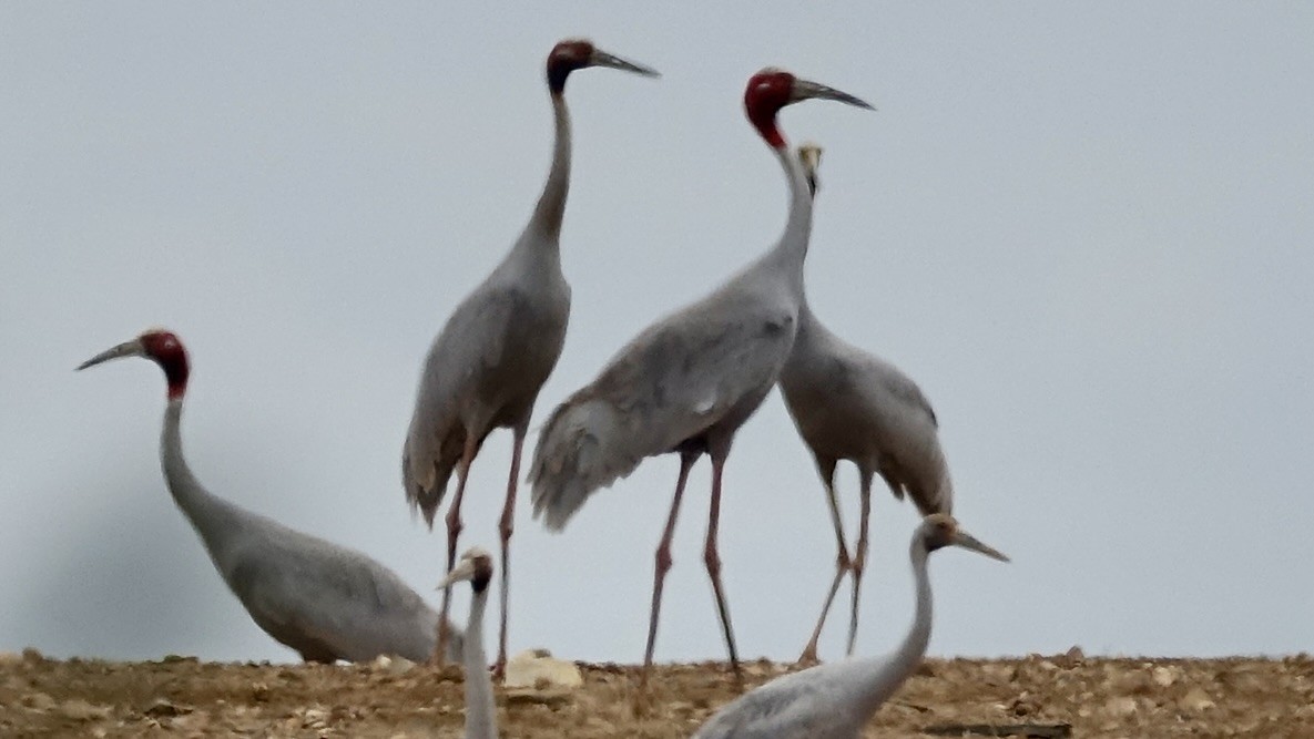 Sarus Crane - ML638018160