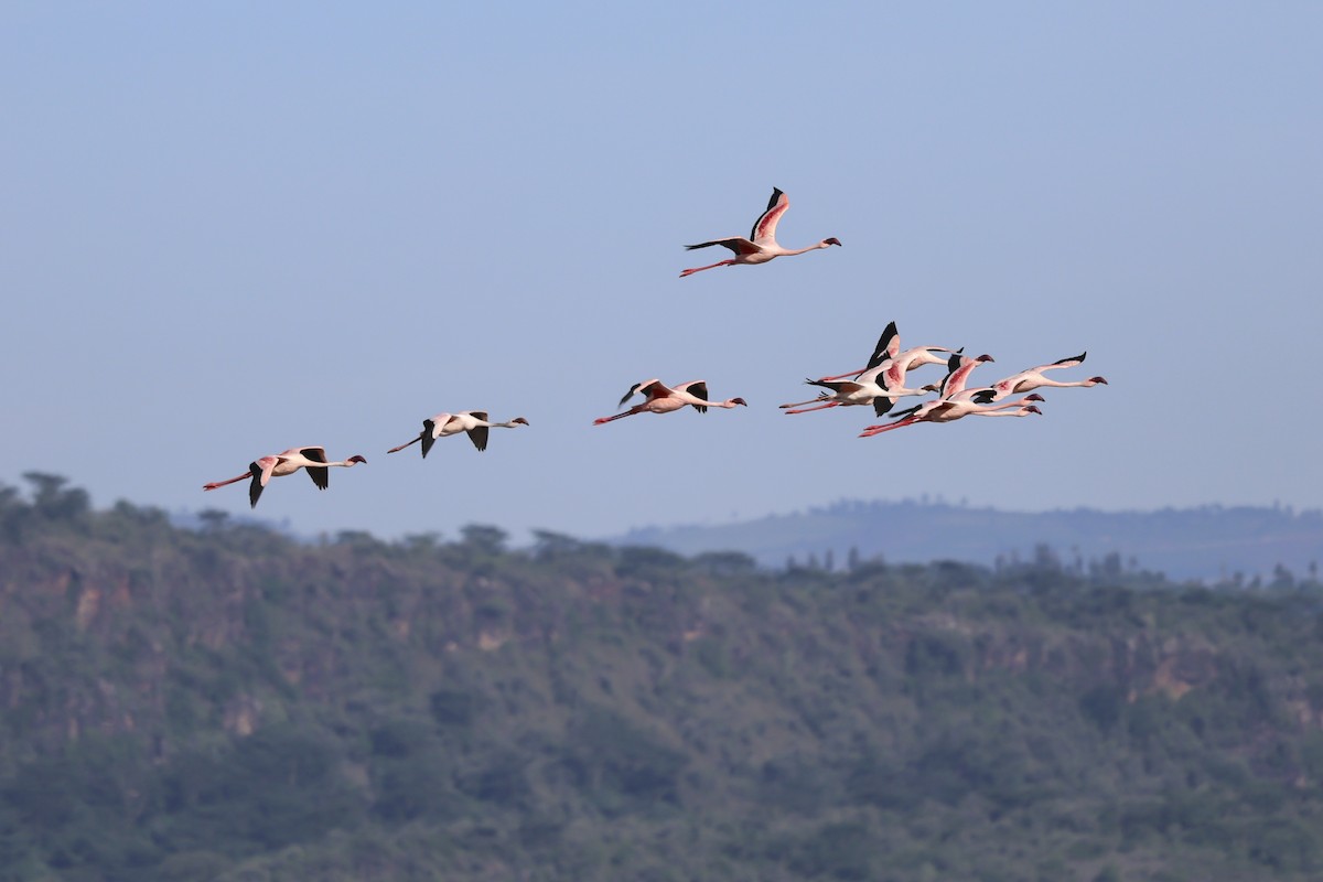 Lesser Flamingo - ML638018183