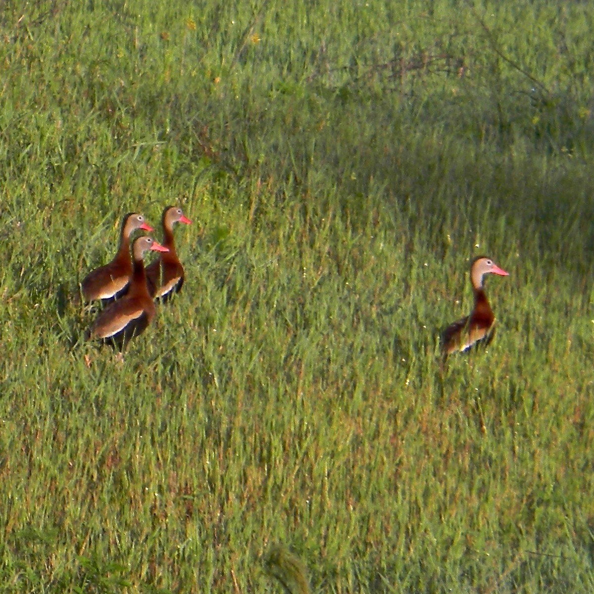 Black-bellied Whistling-Duck - ML638018191