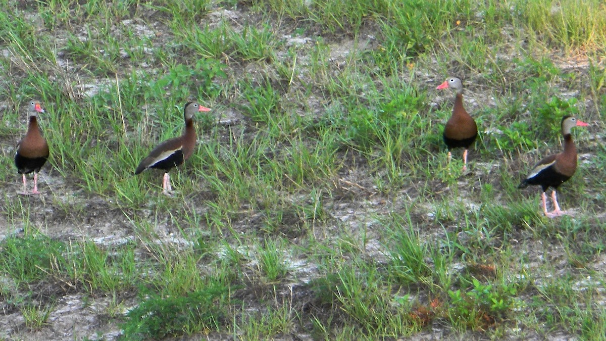 Black-bellied Whistling-Duck - ML638018192