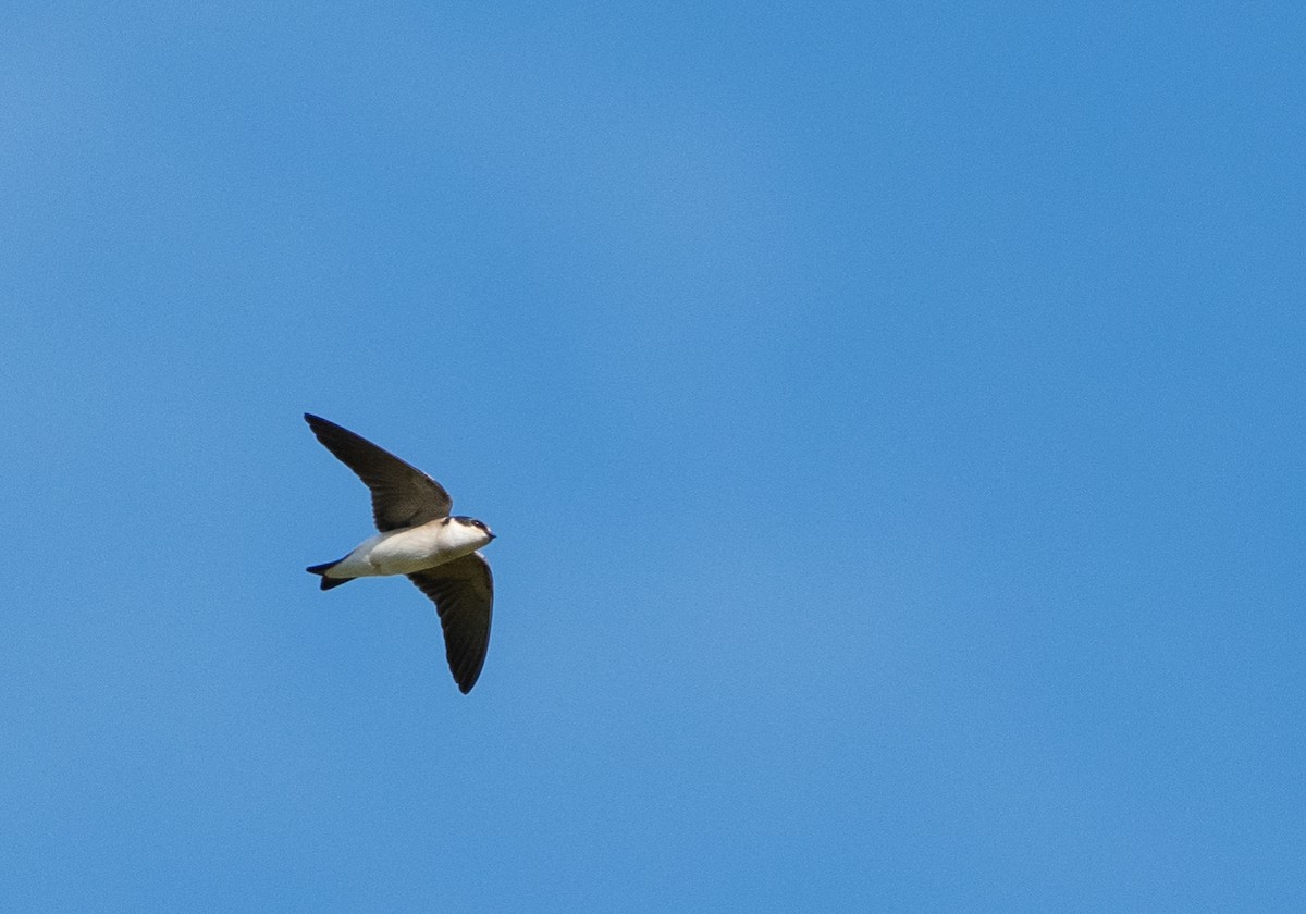 White-rumped Swallow - ML638018193