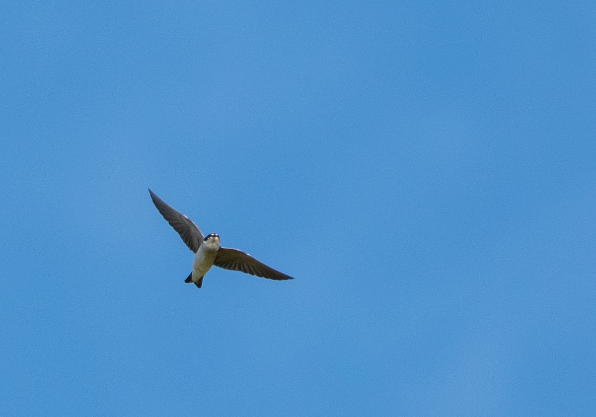 White-rumped Swallow - ML638018194