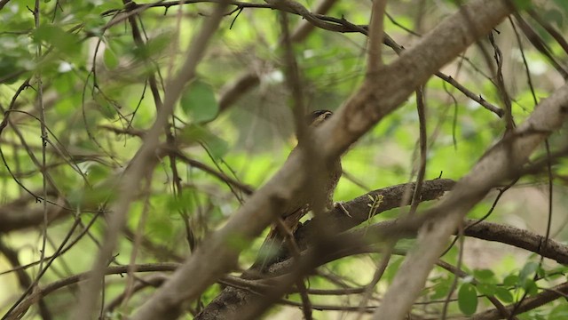 Streak-throated Woodpecker - ML638018207