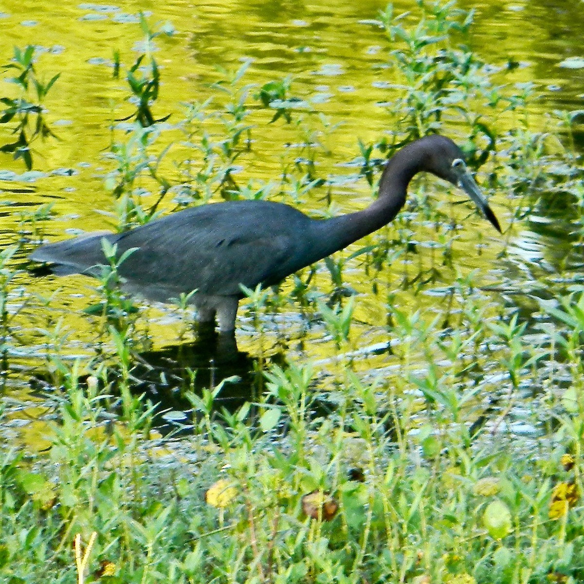 Little Blue Heron - ML638018208