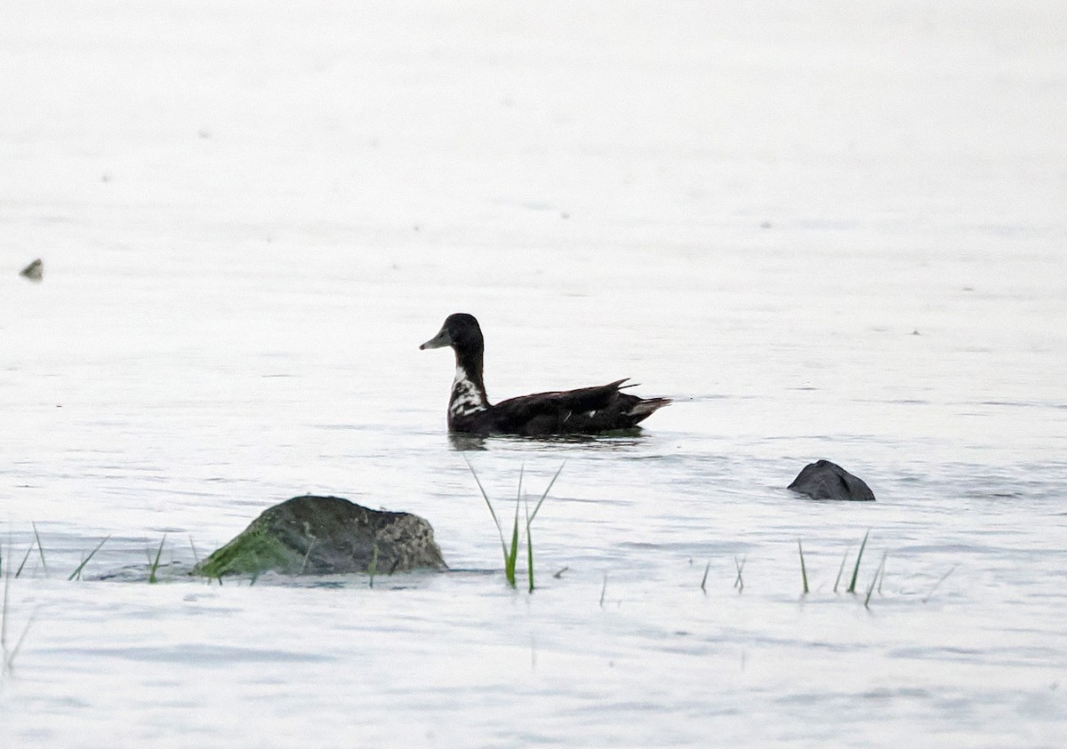 Mallard (Domestic type) - ML638018211