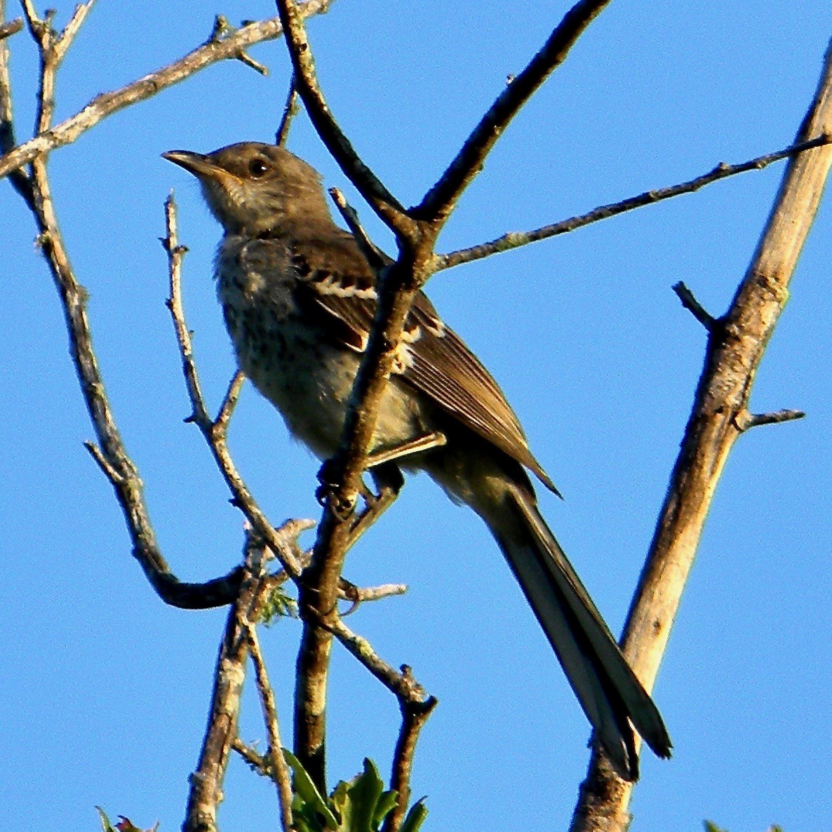 Northern Mockingbird - ML638018213