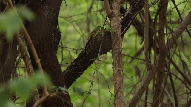 Streak-throated Woodpecker - ML638018218