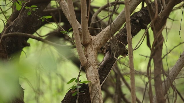 Streak-throated Woodpecker - ML638018221
